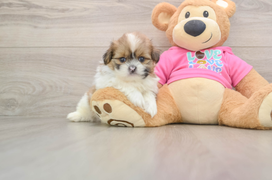 Shih Pom Pup Being Cute