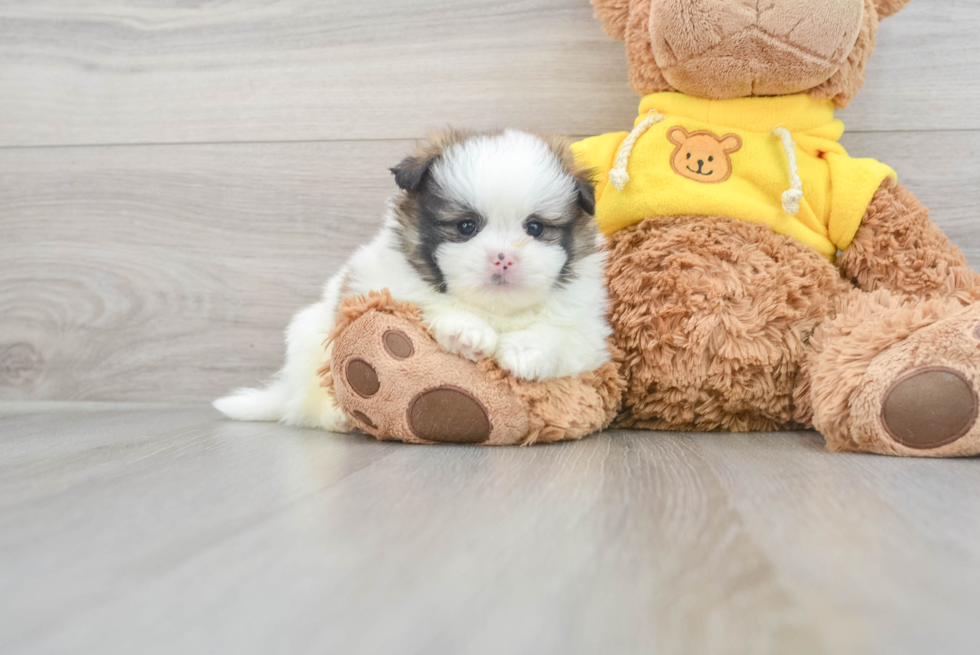 Shih Pom Puppy for Adoption