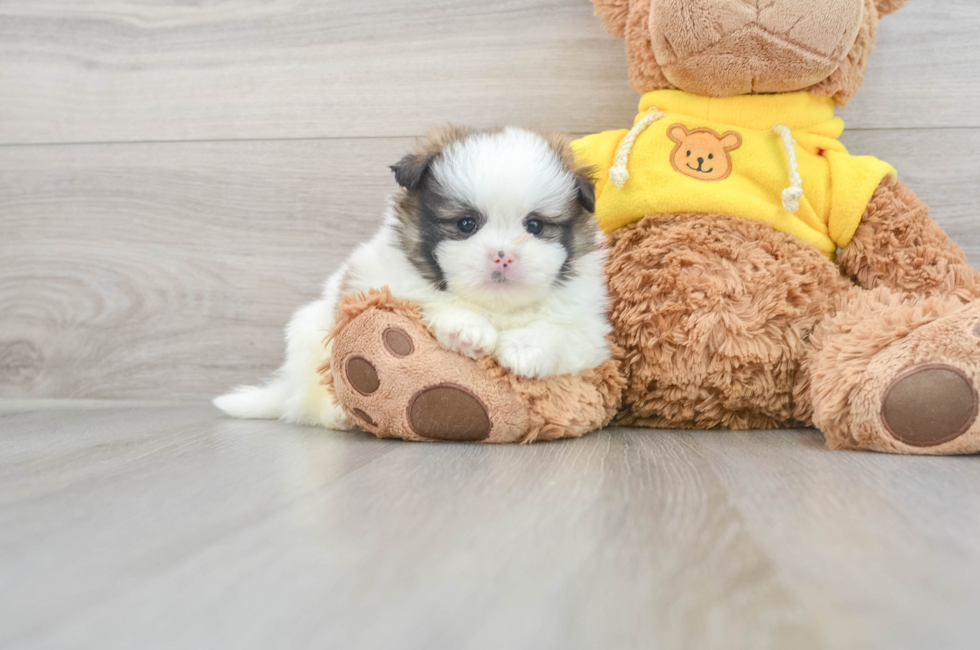 7 week old Shih Pom Puppy For Sale - Florida Fur Babies