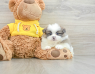 6 week old Shih Pom Puppy For Sale - Florida Fur Babies