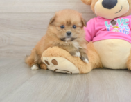 5 week old Shih Pom Puppy For Sale - Florida Fur Babies