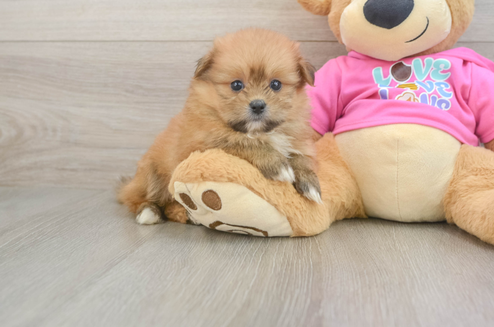 5 week old Shih Pom Puppy For Sale - Florida Fur Babies