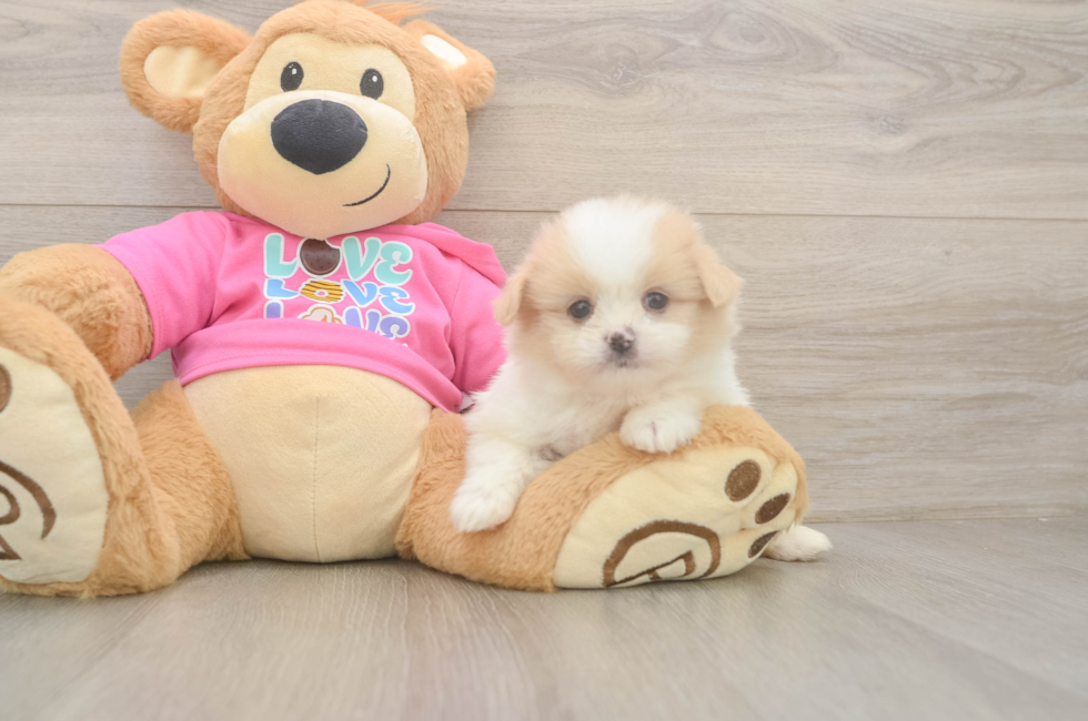 5 week old Shih Pom Puppy For Sale - Florida Fur Babies