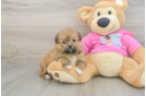 Shih Pom Puppy for Adoption