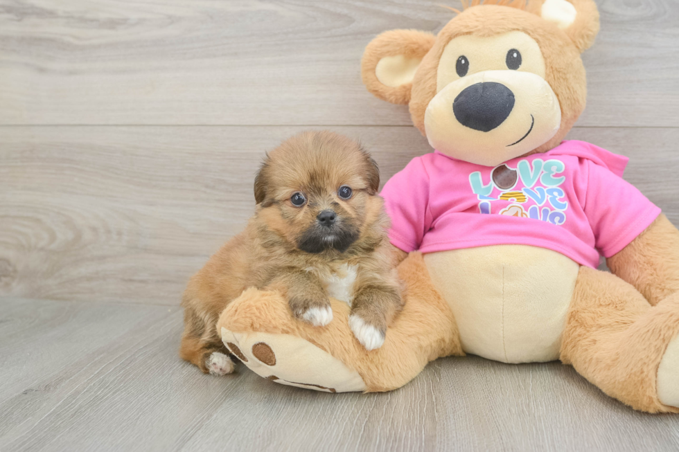 Shih Pom Puppy for Adoption