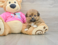 5 week old Shih Pom Puppy For Sale - Florida Fur Babies