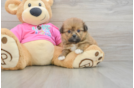 Happy Shih Pom Baby
