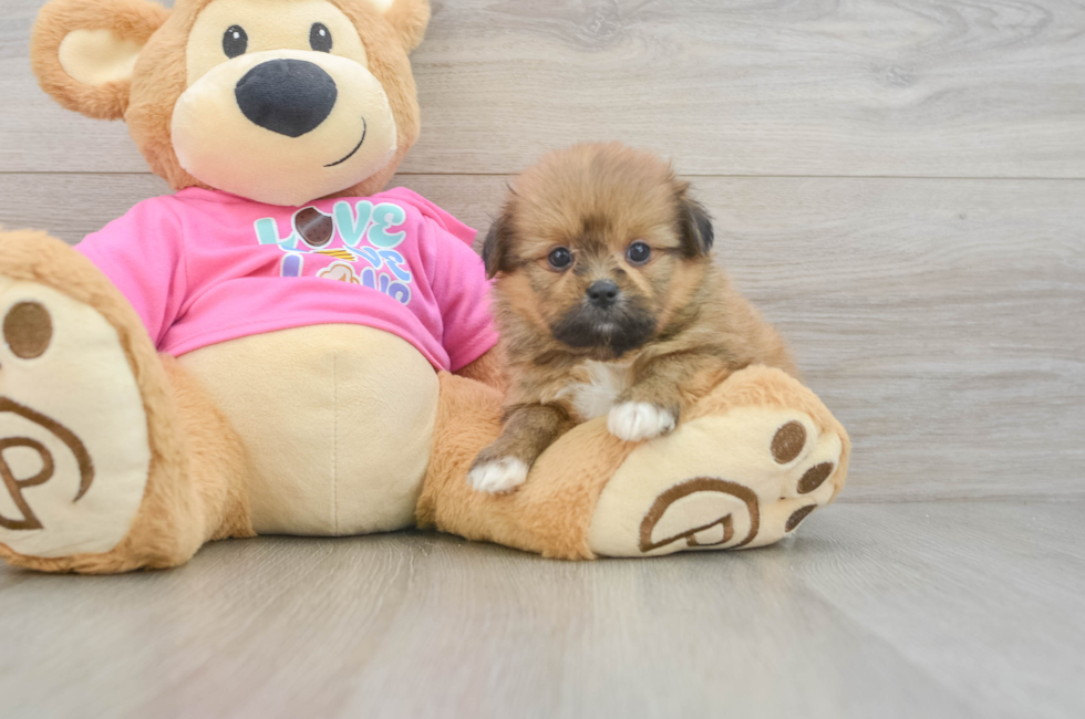 5 week old Shih Pom Puppy For Sale - Florida Fur Babies