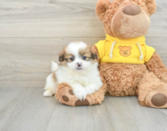 7 week old Shih Pom Puppy For Sale - Florida Fur Babies