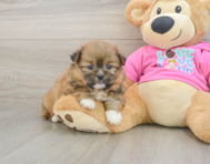 5 week old Shih Pom Puppy For Sale - Florida Fur Babies
