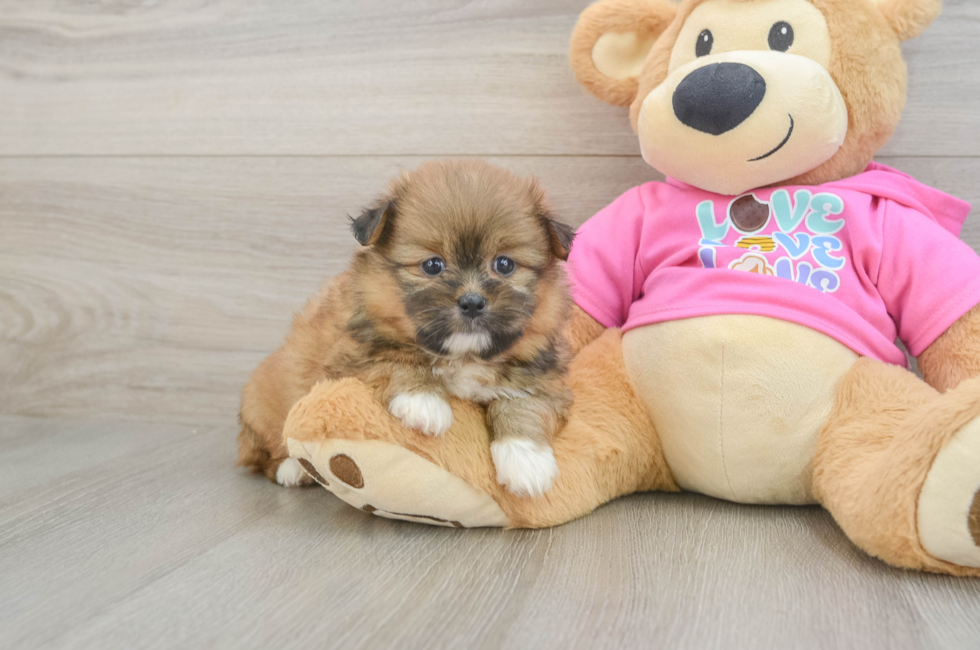 5 week old Shih Pom Puppy For Sale - Florida Fur Babies