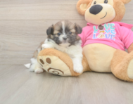 5 week old Shih Pom Puppy For Sale - Florida Fur Babies
