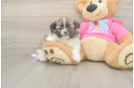 Funny Shih Pom Designer Pup