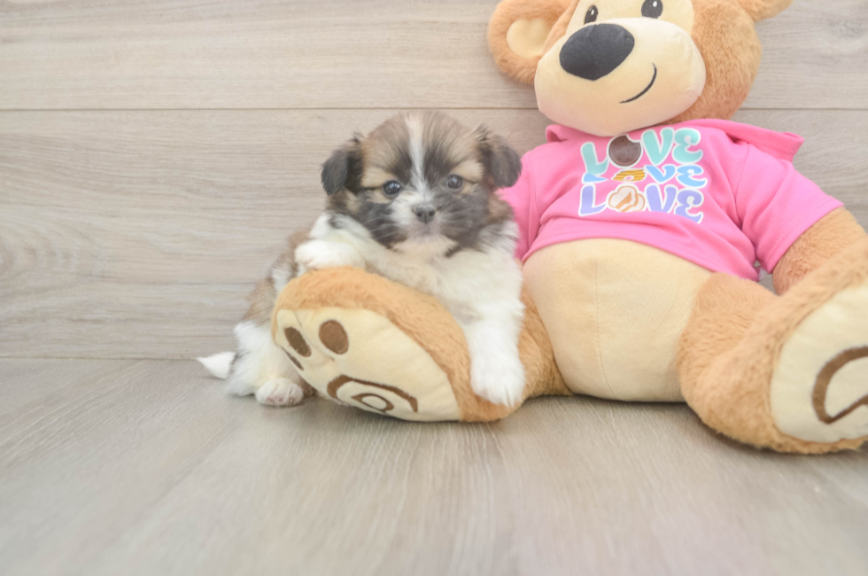 5 week old Shih Pom Puppy For Sale - Florida Fur Babies