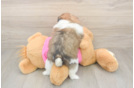 Shih Pom Pup Being Cute