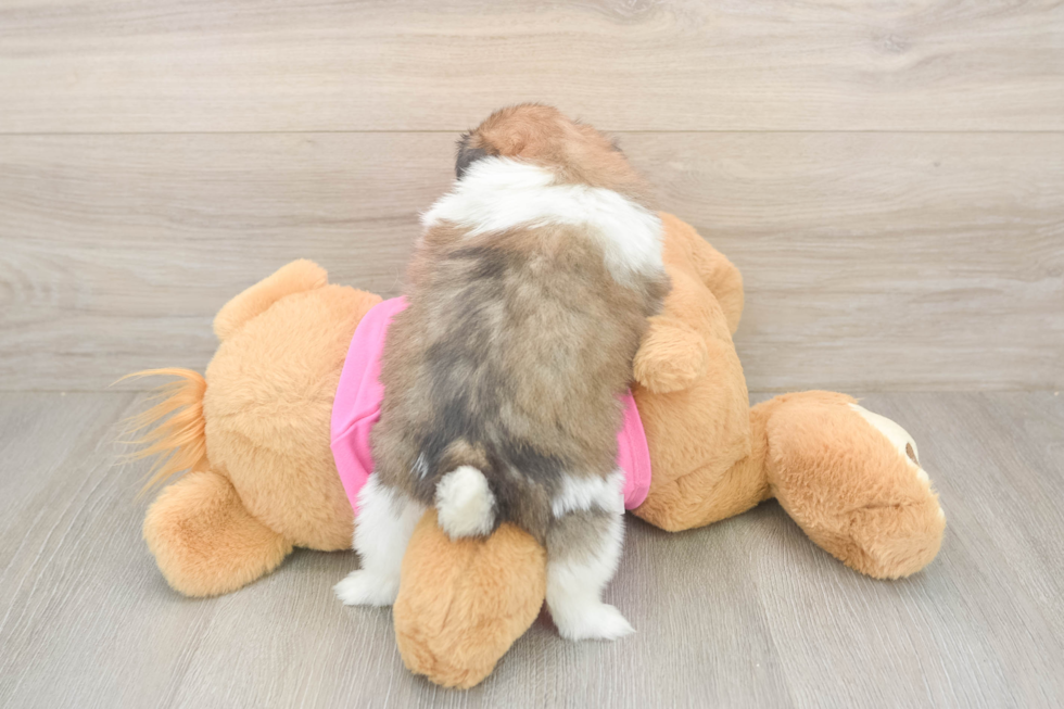 Shih Pom Pup Being Cute