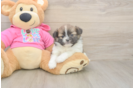 Best Shih Pom Baby