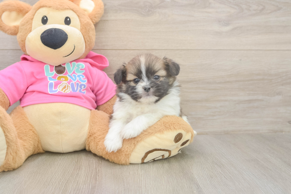 Best Shih Pom Baby