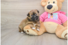 Shih Pom Puppy for Adoption