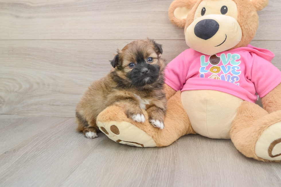Shih Pom Puppy for Adoption