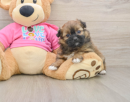 6 week old Shih Pom Puppy For Sale - Florida Fur Babies