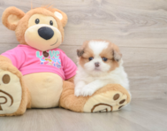 5 week old Shih Pom Puppy For Sale - Florida Fur Babies