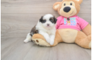 Shih Pom Puppy for Adoption