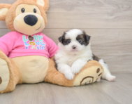 5 week old Shih Pom Puppy For Sale - Florida Fur Babies