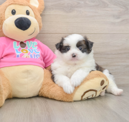 10 week old Shih Pom Puppy For Sale - Florida Fur Babies