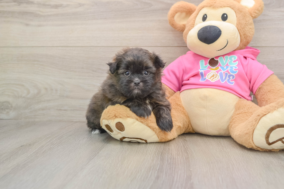 Shih Pom Puppy for Adoption