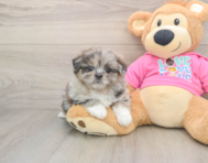 5 week old Shih Pom Puppy For Sale - Florida Fur Babies