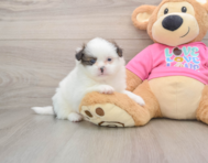 5 week old Shih Pom Puppy For Sale - Florida Fur Babies