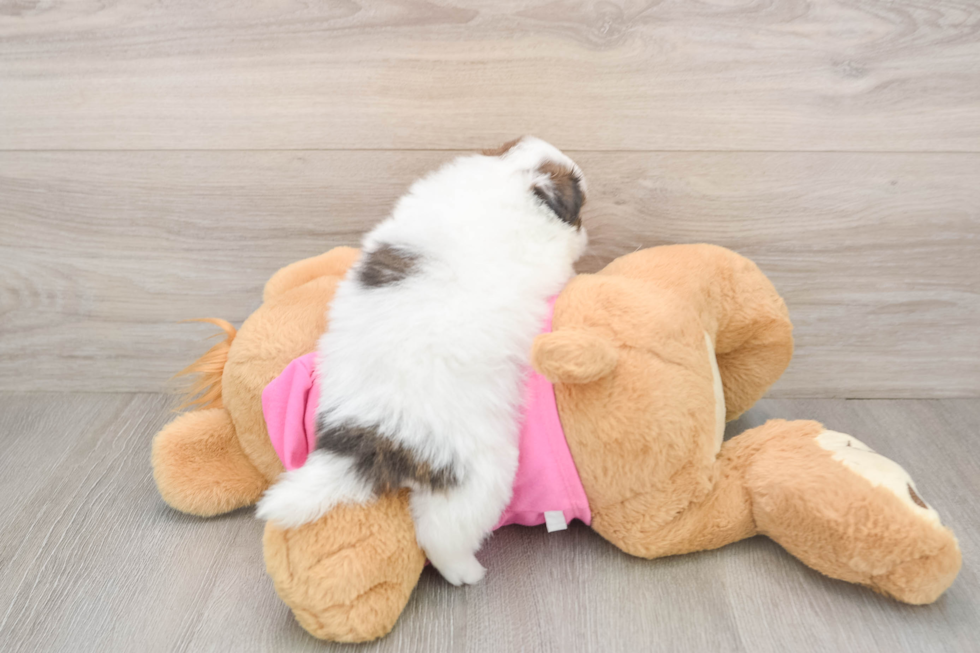 Cute Shih Pom Baby