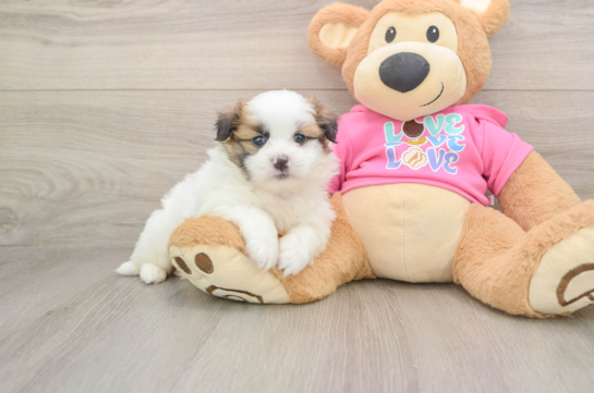 LARRY, a Shih Pom littermate