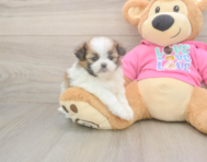 5 week old Shih Pom Puppy For Sale - Florida Fur Babies