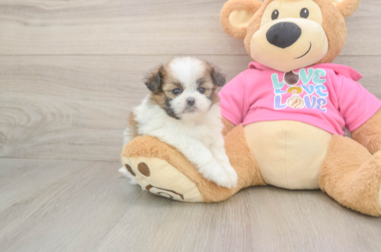Best Shih Pom Baby