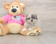 5 week old Shih Pom Puppy For Sale - Florida Fur Babies