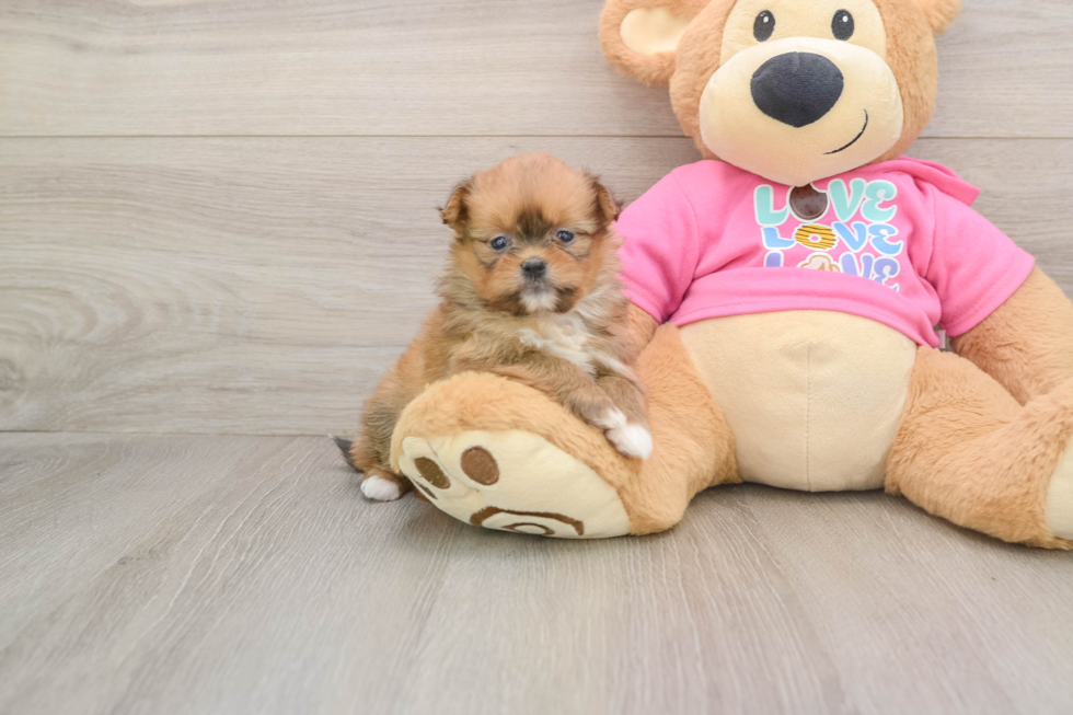 Shih Pom Puppy for Adoption