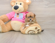7 week old Shih Pom Puppy For Sale - Florida Fur Babies