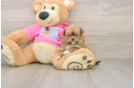Best Shih Pom Baby