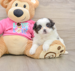 6 week old Shih Pom Puppy For Sale - Florida Fur Babies