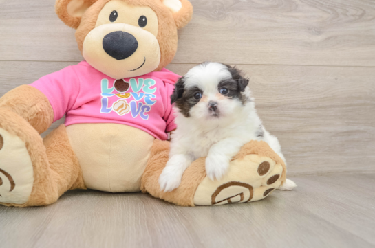 LATTE, a Shih Pom littermate
