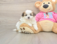 5 week old Shih Pom Puppy For Sale - Florida Fur Babies 5 week old Shih Pom Puppy For Sale - Florida Fur Babies