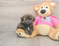 5 week old Shih Pom Puppy For Sale - Florida Fur Babies