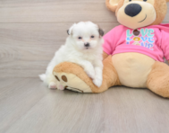7 week old Shih Pom Puppy For Sale - Florida Fur Babies