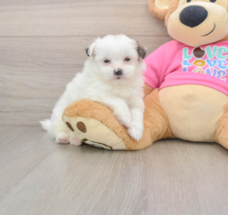 10 week old Shih Pom Puppy For Sale - Florida Fur Babies