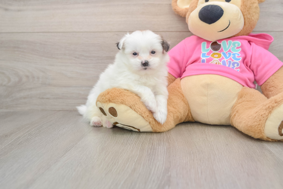 Small Shih Pom Baby