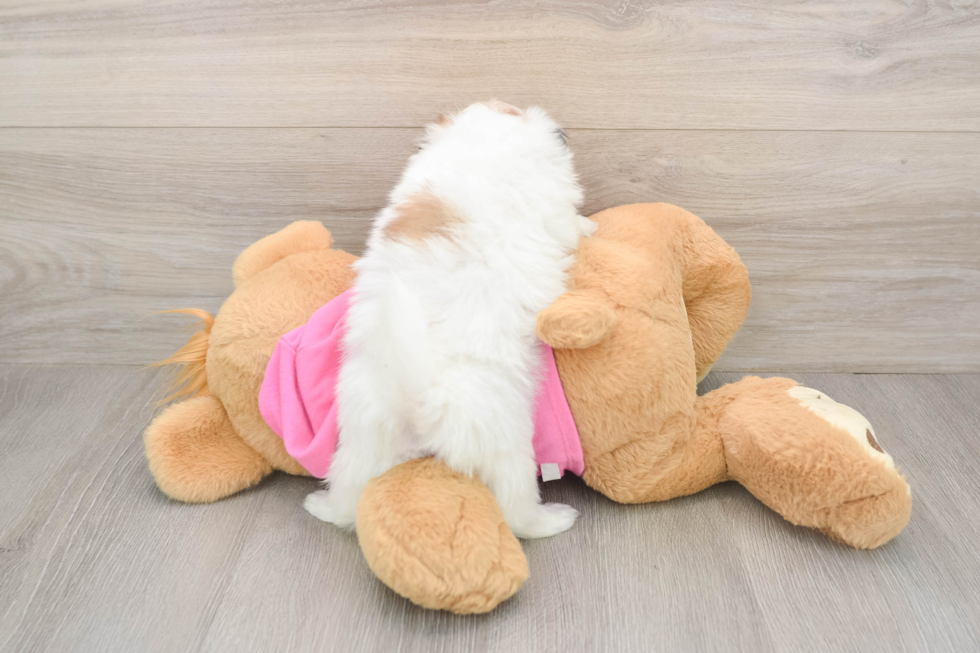 Fluffy Shih Pom Designer Pup
