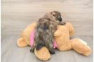 Funny Shih Pom Designer Pup