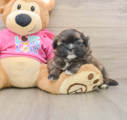 7 week old Shih Pom Puppy For Sale - Florida Fur Babies